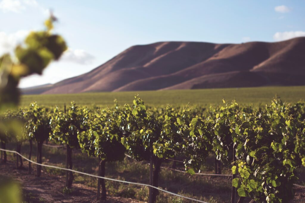 Vineyard landscape